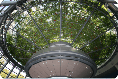 Giant Tomato Tree