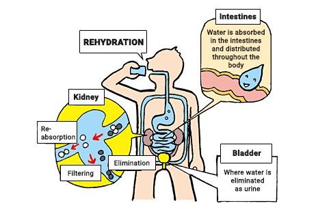 https://www.otsuka.co.jp/en/nutraceutical/about/rehydration/water/body-fluid/img/index_im02.png